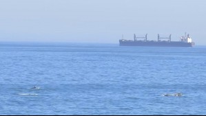 Cámaras de Mucho Gusto captan a grupo de delfines en pleno despacho en la costa de Viña del Mar