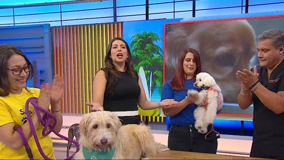 ¿Cómo puedo cuidar a mi mascota de las olas de calor?: Experto deja recomendaciones en La Hora de Jugar