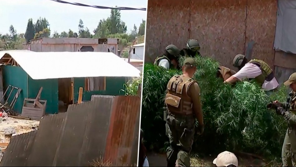 Descubren plantaciones de marihuana durante demolición de viviendas en toma de Talagante