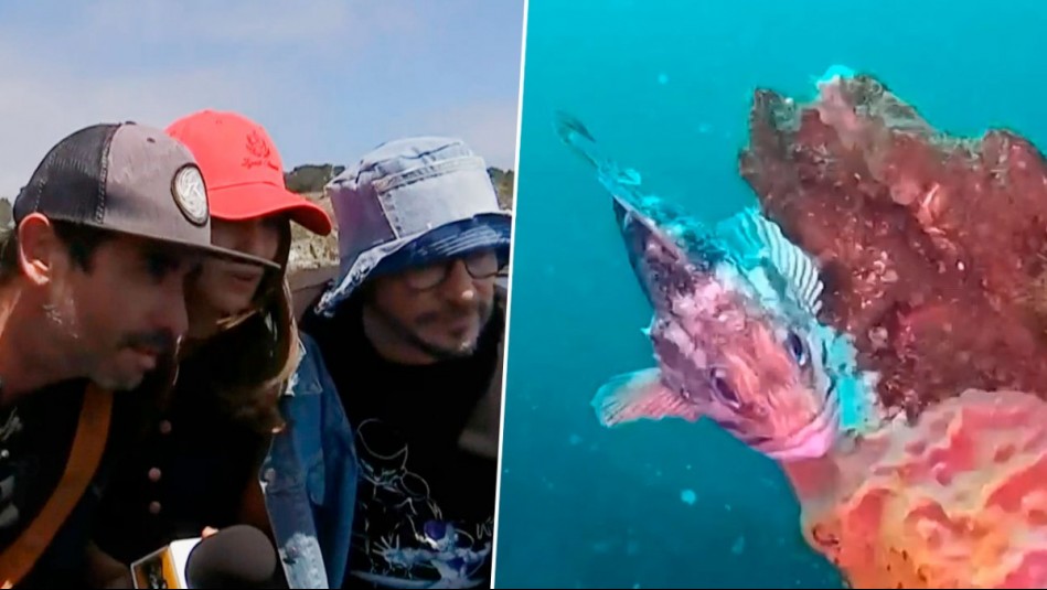 Programa De Paseo fue testigo de exploración de naufragio en el fondo del mar gracias a dron