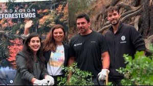 Se plantó el primer árbol: Megamedia comienza el proceso de rearborización de Viña del Mar