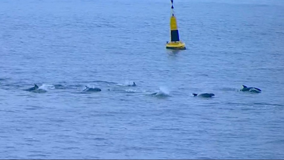El maravilloso espectáculo de delfines en Viña del Mar captado por las cámaras de Con Gusto a Viña