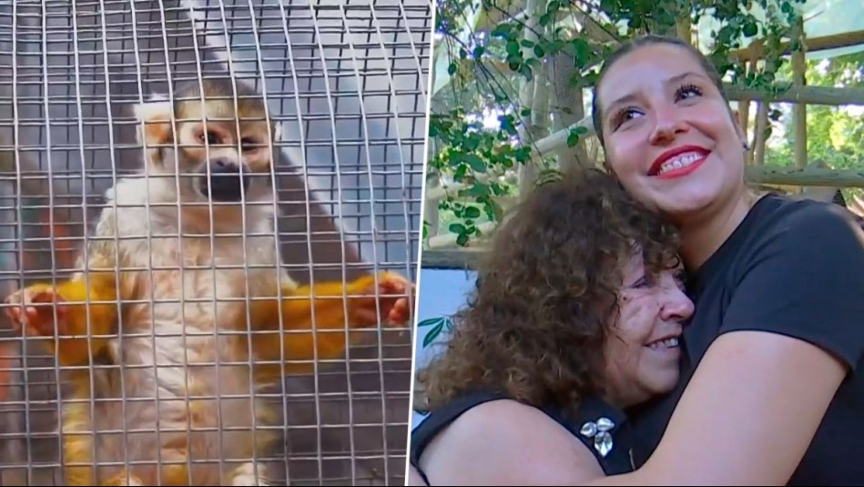 Más de 150 animales rescatados: De Paseo conoce la historia de Elba Muñoz y el Centro de Primates Peñaflor