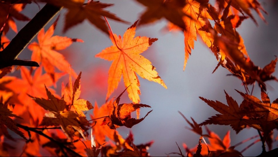 ¿Cuándo comienza el otoño en Chile? Esta es la fecha y hora en que termina el verano