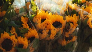 ¿En qué día de marzo y por qué se regalan flores amarillas?