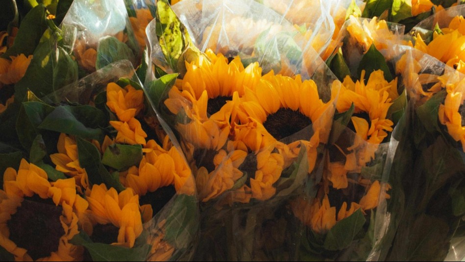 ¿En qué día de marzo y por qué se regalan flores amarillas?