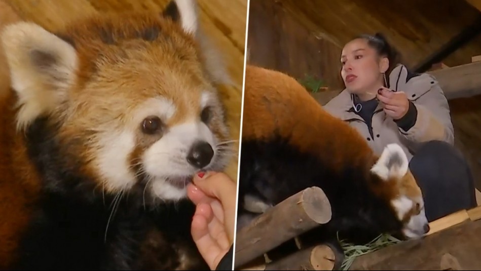 El mamífero más bello del mundo: Cote Quintanilla conoce a estos animales en el Buin Zoo en De Paseo