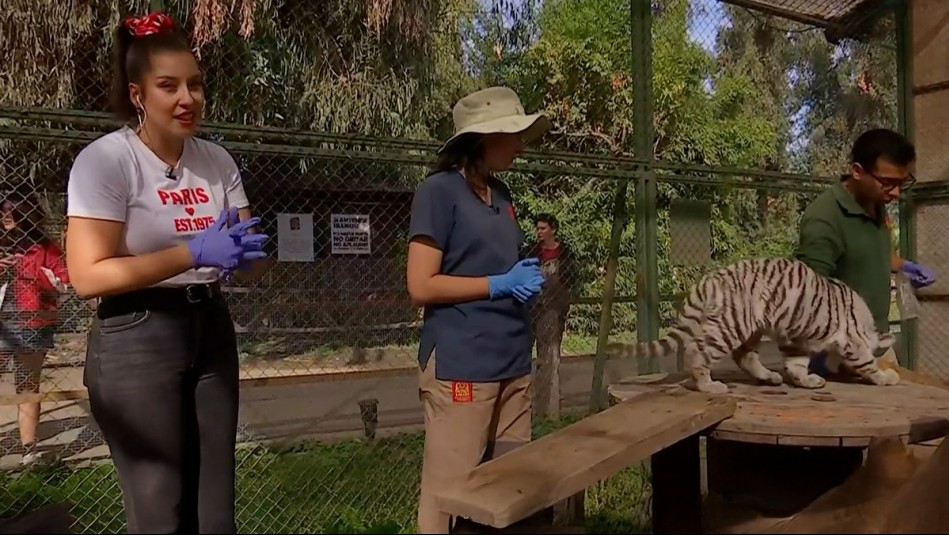 De Paseo - Capítulo 100: Conociendo a la tigresa blanca del Parque Safari de Rancagua