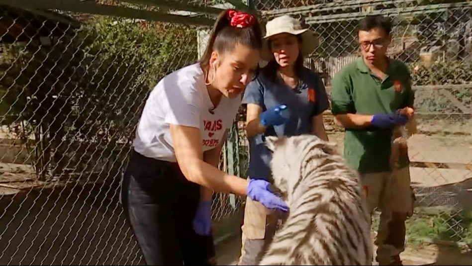 De Paseo: Cote Quintanilla interactuó con una tigresa blanca de 4 meses que fue rechazada por sus padres