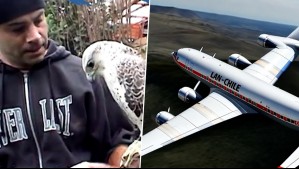 Viaje a lo Insólito - Capítulo 20: Los extraños animales albinos y la maldición del vuelo 107 de LAN