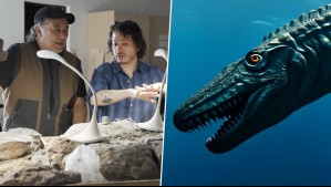 Habitó hace 70 millones de años: Descubren plesiosaurio de 10 metros en la costa de Algarrobo Habitó hace 70 millones de años: Descubren plesiosaurio de 10 metros en la costa de Algarrobo