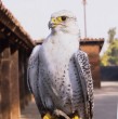 Karen Doggenweiler visitó la parcela en Chicureo de Felipe Camiroaga y conoció sobre el tierno vínculo que tenía el fallecido animador con una de sus halcones.