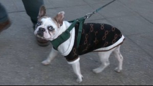 "Tiene ojitos de Jean Philippe Cretton": Neme y Karen se deshacen en elogios para perrito que posó en despacho