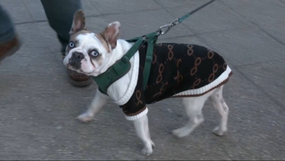 'Tiene ojitos de Jean Philippe Cretton': Neme y Karen se deshacen en elogios para perrito que posó en despacho