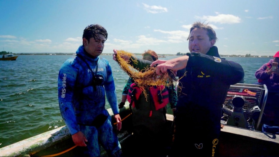 Agua Viva - Capítulo 2: Pelillo