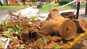 Tras intensas lluvias: Árbol cae afuera de edificio y provoca corte de suministro eléctrico en Ñuñoa