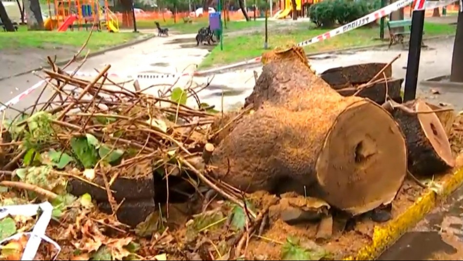 Tras intensas lluvias: Árbol cae afuera de edificio y provoca corte de suministro eléctrico en Ñuñoa