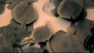 Agua Viva - Capítulo 3: Turbot o rodaballo