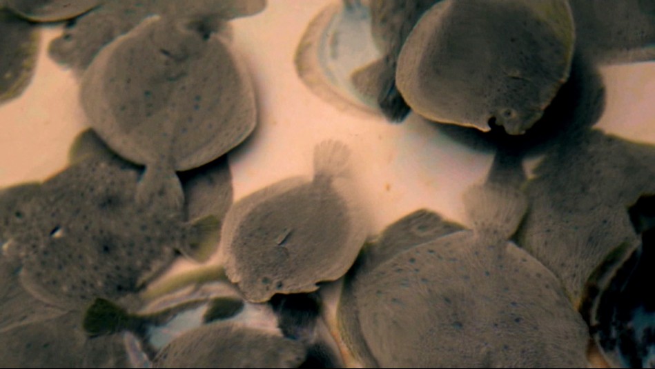 Agua Viva - Capítulo 3: Turbot o rodaballo