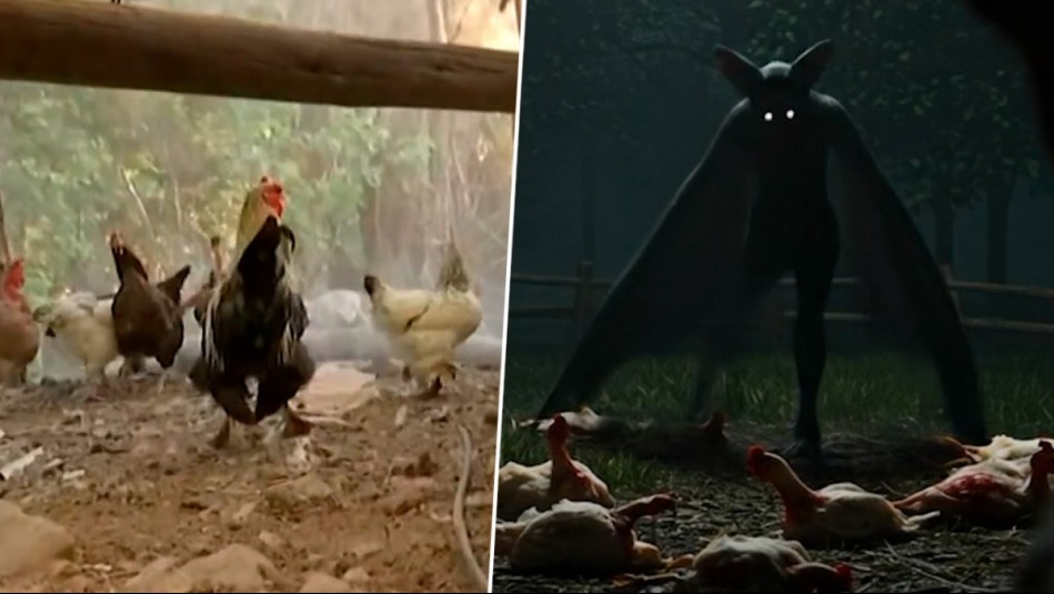 ¿Volvió el Chupacabras? Inexplicable muerte de aves vuelve a sembrar el miedo en el sur de Chile