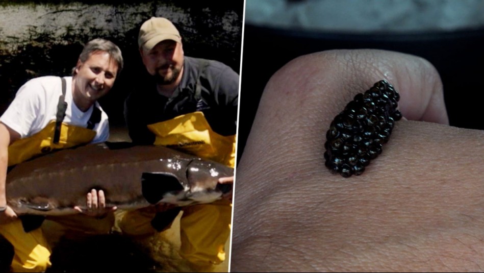 Agua Viva - Capítulo 5 (Parte 1): El esturión y su codiciado caviar