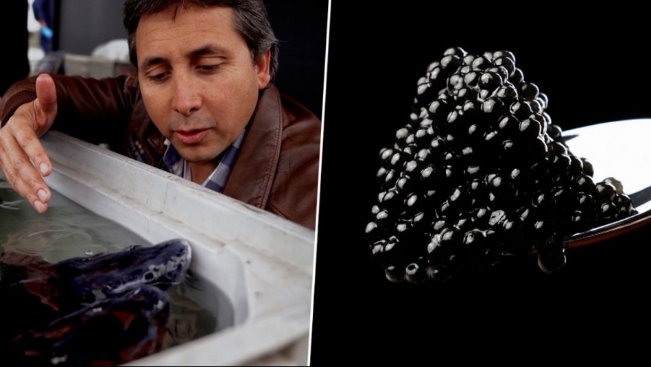 Agua Viva - Capítulo 5 (Parte 2): El esturión y su codiciado caviar