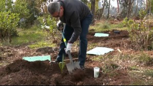 Viña 2025 cumple su promesa de rearborización de la Ciudad Jardín con la plantación de 400 árboles nativos