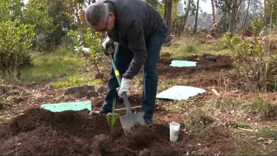 Viña 2025 cumple su promesa de rearborización de la Ciudad Jardín con la plantación de 400 árboles nativos
