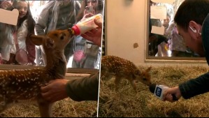 Tomó leche y fue "entrevistado" por César Campos: El tierno 