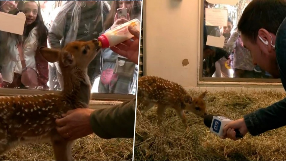 Tomó leche y fue 'entrevistado' por César Campos: El tierno 'Bimba' se roba los corazones en despacho de MG