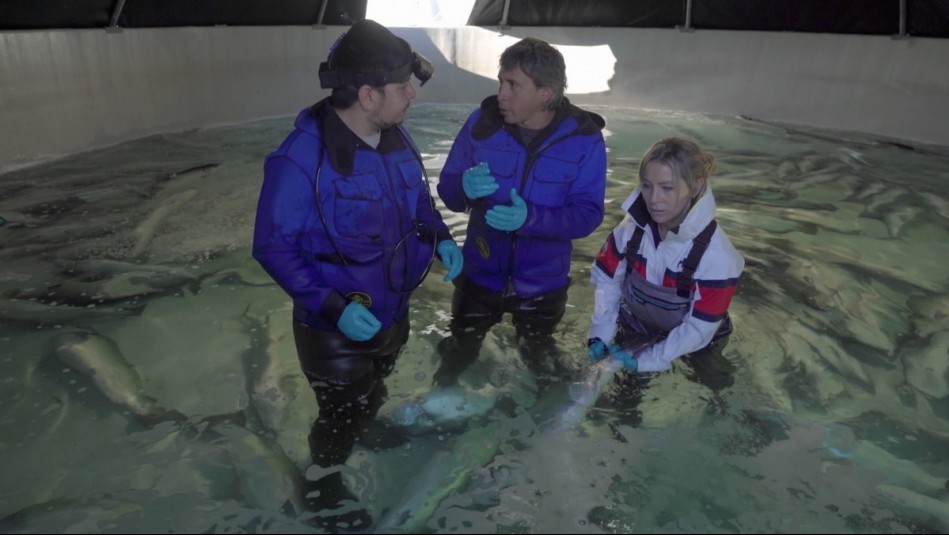 Agua Viva - Capítulo 6 (Parte 1): El proceso de la salmonicultura en Chile