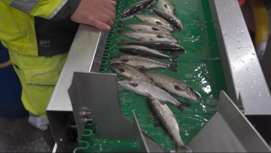 Agua Viva - Capítulo 6 (Parte 2): El proceso de la salmonicultura en Chile