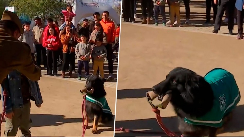 Jugó a saltar la cuerda: Perrita de Carabineros se roba las miradas en aniversario 69 años de escuadrón canino