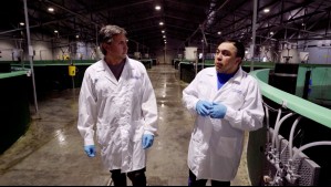 Agua Viva - Capítulo 8 (Parte 1): La salmonicultura en tierra firme