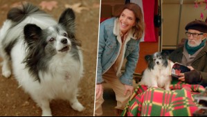 'El miembro más importante de la familia': Perrita Molly encantó en el primer capítulo de Aguas de Oro