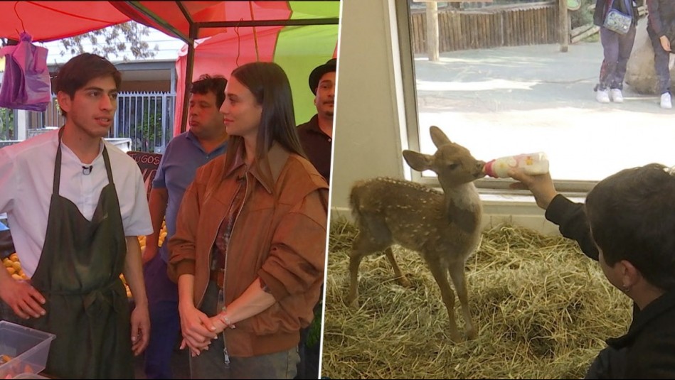 De Paseo - Capítulo 119: Los animales del Buin Zoo y la hamburgesería Casa Aldea