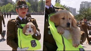 ¡Los más tiernos! Así fue el paso de los cachorros del Grupo de Adiestramiento Canino en la Parada Militar