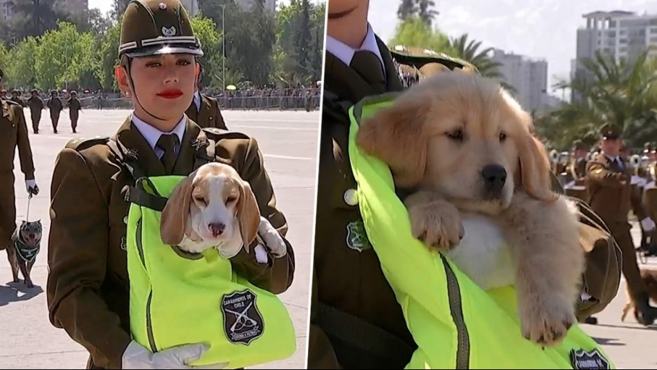 ¡Los más tiernos! Así fue el paso de los cachorros del Grupo de Adiestramiento Canino en la Parada Militar