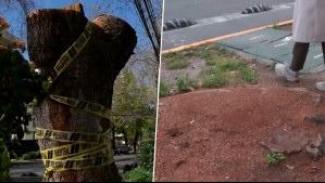 ¿Por qué están talando plátanos orientales en Providencia? Decisión del municipio genera debate entre vecinos