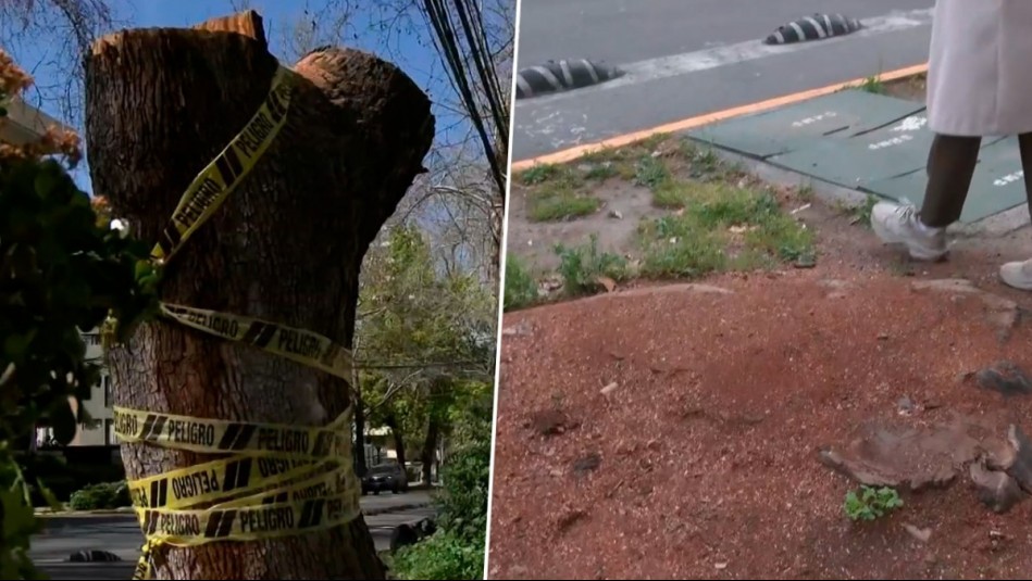 ¿Por qué están talando plátanos orientales en Providencia? Decisión del municipio genera debate entre vecinos
