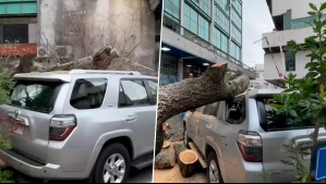 Enorme árbol de 20 metros cayó sobre auto del alcalde de Concepción
