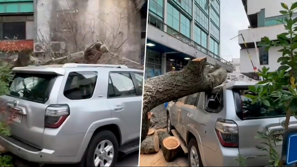 Enorme árbol de 20 metros cayó sobre auto del alcalde de Concepción