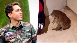 "Es gigantesco": Enorme anfibio se coló en la habitación de hotel de Karol Lucero durante su viaje