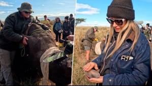 Para salvarlo de cazadores: Los Araneda presenciaron el descorne de un rinoceronte en emotivo momento