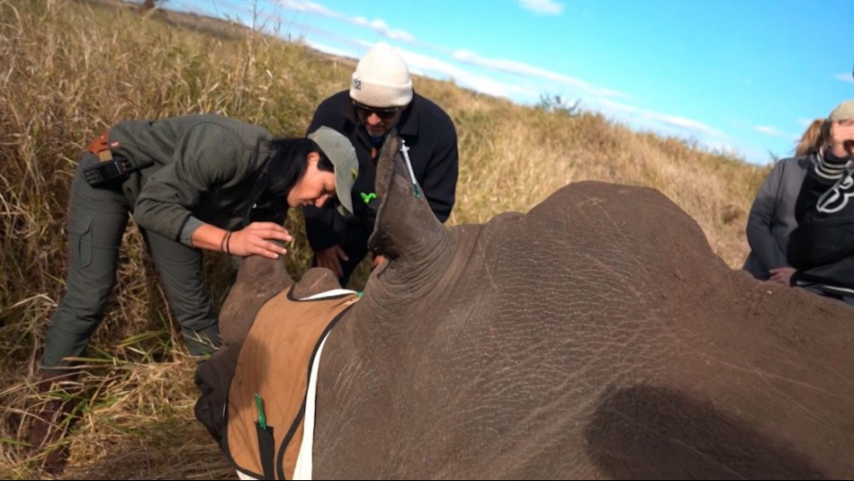 Vive Sudáfrica - Capítulo 2: La protección de los rinocerontes