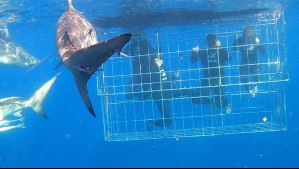 Rafael Araneda, Florencia y Vicente vencieron sus miedos y nadaron con tiburones en Vive Sudáfrica