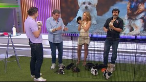 Golpe de calor en mascotas: Sebastián Jiménez explica las señales que debes reconocer para evitar riesgos