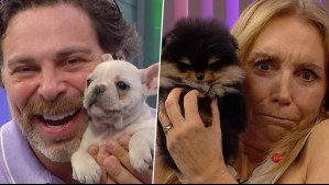 ¡Un tierno momento! Pequeños cachorros se tomaron Mucho Gusto y conquistaron a Neme y Karen
