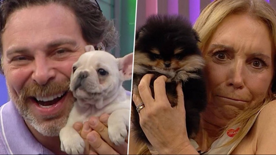 ¡Un tierno momento! Pequeños cachorros se tomaron Mucho Gusto y conquistaron a Neme y Karen