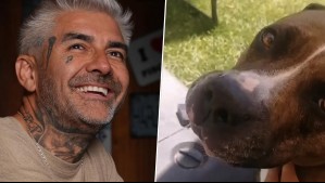 Dj Méndez mostró cómo se encuentra su perrita Mara tras ser atropellado junto a él en Isla de Maipo